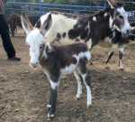 Rodeo Center Ranch Jersey