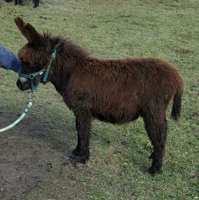 Rodeo Center Ranch presents - KZ Rosebud's Black Eyed Susie