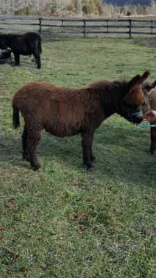 Rodeo Center Ranch presents - KZ Rosebud's Black Eyed Susie