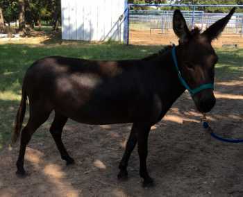 Rodeo Center Ranch presents - Heiken's Ark Roxanne T