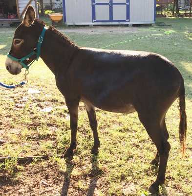 Rodeo Center Ranch presents - Amazing Grazers Annabel