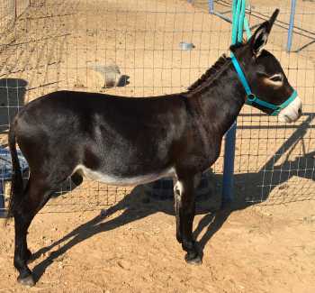 Rodeo Center Ranch presents - Rodeo Center Ranch Remington