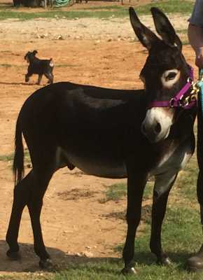 Rodeo Center Ranch presents - Rodeo Center Ranch Remington