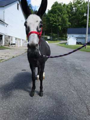 Rodeo Center Ranch presents - Donkette Korral Oreo