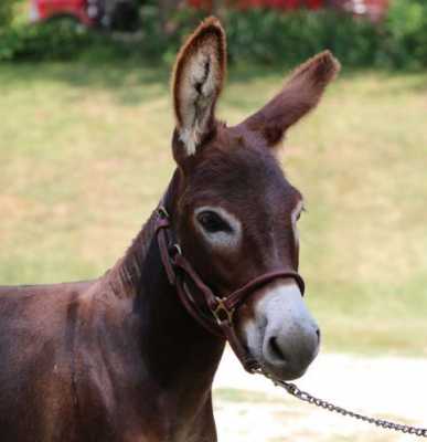 Rodeo Center Ranch presents - Cbarchass Mahogany Queen