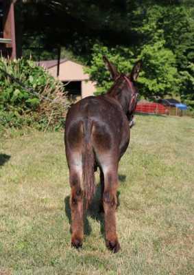 Rodeo Center Ranch presents - Cbarchass Mahogany Queen