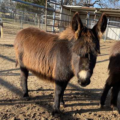 Rodeo Center Ranch presents - Rodeo Center Ranch Buffy