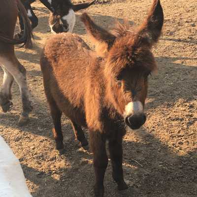 Rodeo Center Ranch presents - Rodeo Center Ranch Buffy