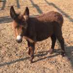 Rodeo Center Ranch Buffy