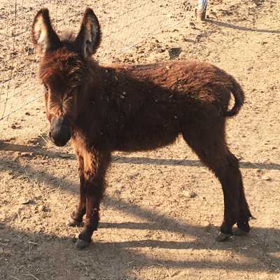 Rodeo Center Ranch presents - Rodeo Center Ranch Jasper