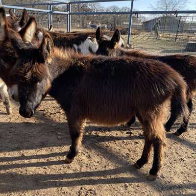 Rodeo Center Ranch presents - Rodeo Center Ranch Jasper