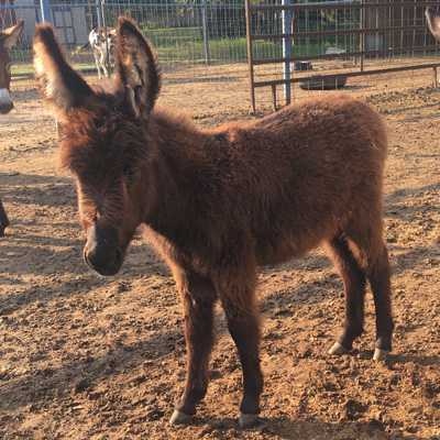 Rodeo Center Ranch presents - Rodeo Center Ranch Jasper