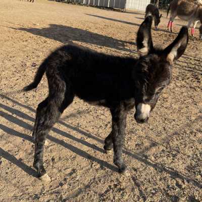 Rodeo Center Ranch presents - Rodeo Center Ranch Rascal