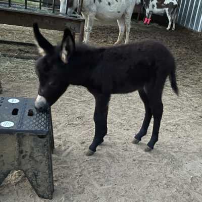 Rodeo Center Ranch presents - Rodeo Center Ranch Rascal