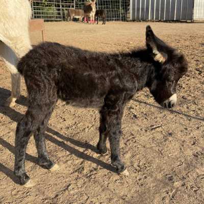 Rodeo Center Ranch presents - Rodeo Center Ranch Rascal