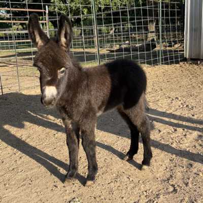 Rodeo Center Ranch presents - Rodeo Center Ranch Jethro