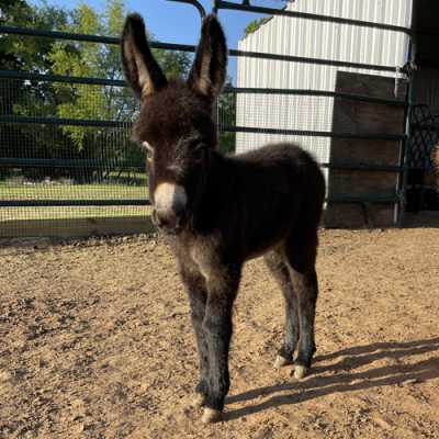 Rodeo Center Ranch presents - Rodeo Center Ranch Jethro