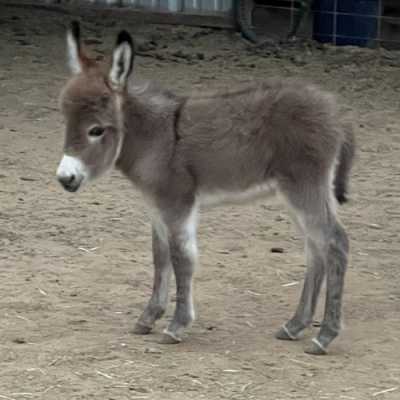 Rodeo Center Ranch presents - Rodeo Center Ranch Ziva