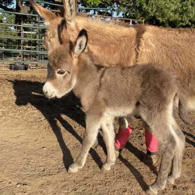 Rodeo Center Ranch presents - Rodeo Center Ranch Ziva