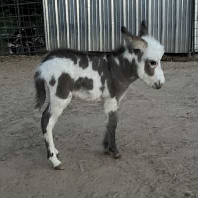 Rodeo Center Ranch presents - Rodeo Center Ranch Abby