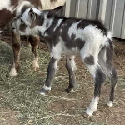 Rodeo Center Ranch presents - Rodeo Center Ranch Abby