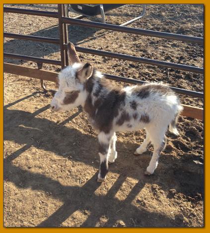 Rodeo Center Ranch presents - Rodeo Center Ranch Better Than Flowers