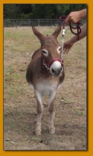 Rodeo Center Ranch presents - McRoberts Game Farm Blaze