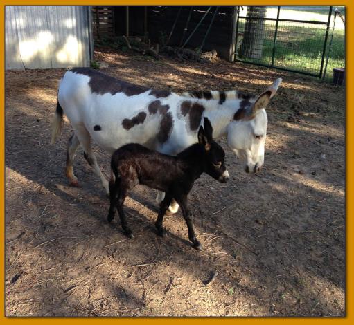 Rodeo Center Ranch presents - Rodeo Center Ranch Elegance