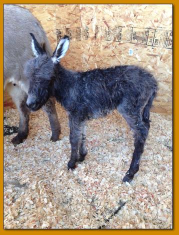 Rodeo Center Ranch presents - Rodeo Center Ranch Georgie Anna