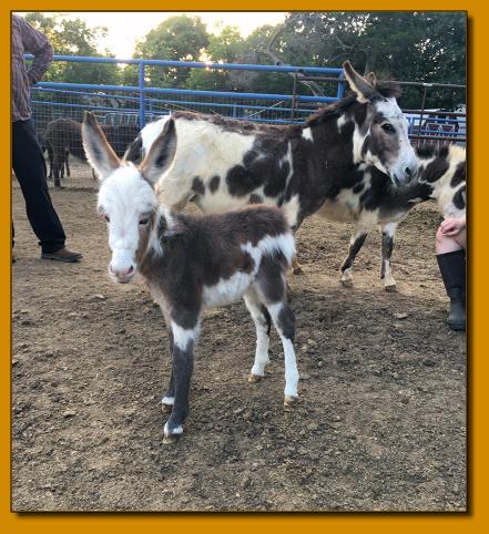 Rodeo Center Ranch presents - Rodeo Center Ranch Jersey